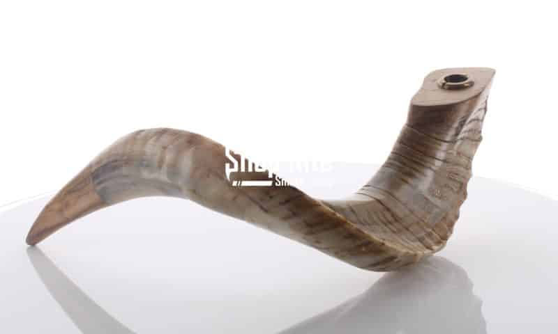Ram Horn Natural Pipe